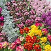 ヒメ日記 2026/03/10 16:04 投稿 指原ななこ(さしはらななこ) 五十路マダムエクスプレス厚木店(カサブランカグループ)