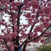 ヒメ日記 2026/03/23 17:56 投稿 指原ななこ(さしはらななこ) 五十路マダムエクスプレス厚木店(カサブランカグループ)