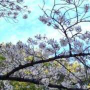 ヒメ日記 2026/04/04 15:56 投稿 指原ななこ(さしはらななこ) 五十路マダムエクスプレス厚木店(カサブランカグループ)