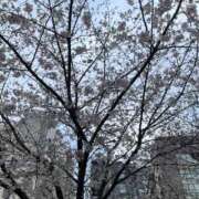 ヒメ日記 2026/03/28 18:34 投稿 まみ 花夫人