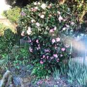 ヒメ日記 2026/03/27 20:20 投稿 小春 浜松人妻援護会