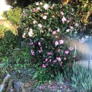 ヒメ日記 2026/04/06 01:23 投稿 小春 浜松人妻援護会