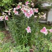 ヒメ日記 2026/07/11 13:07 投稿 小春【花つばきコース】 浜松人妻援護会