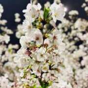 ヒメ日記 2026/04/04 00:05 投稿 えり 一宮稲沢小牧ちゃんこ