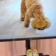 ヒメ日記 2026/02/12 18:03 投稿 しらゆり 熟女家 京橋店