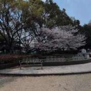 ヒメ日記 2026/04/02 14:47 投稿 しらゆり 熟女家 京橋店