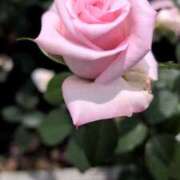 ヒメ日記 2026/04/03 18:37 投稿 しらゆり 熟女家 京橋店