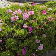 ヒメ日記 2026/04/13 18:56 投稿 しらゆり 熟女家 京橋店