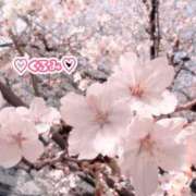 ヒメ日記 2026/03/30 03:22 投稿 くるみ Candy×Candy （キャンディ×キャンディ）