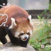 ろあ ( ᐡ.  ̫ .ᐡ )🩷🩷 横浜Cute