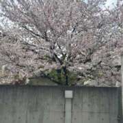 ヒメ日記 2026/04/12 17:49 投稿 《体験》らんか【癒し系】 フィーリング