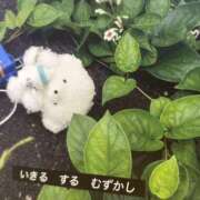 ヒメ日記 2026/03/14 12:10 投稿 ねねか ハピネス東京