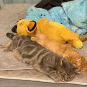 ヒメ日記 2026/02/15 18:03 投稿 トコ バニーコレクション秋田店