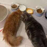 ヒメ日記 2026/02/21 18:43 投稿 トコ バニーコレクション秋田店