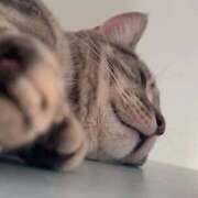 ヒメ日記 2026/02/23 00:43 投稿 トコ バニーコレクション秋田店