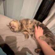 ヒメ日記 2026/02/24 17:53 投稿 トコ バニーコレクション秋田店