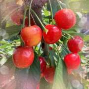めあり おはよー🍒 池袋あられ