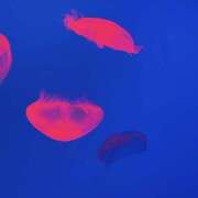 みはね 出勤しました\(ˊ꒳ˋ)/♥︎ 2980円