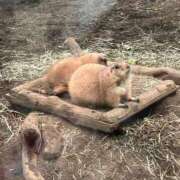 ヒメ日記 2026/02/20 13:01 投稿 みあ 西川口コスプレメイド学園（シンデレラグループ）