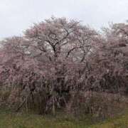 ヒメ日記 2026/04/05 12:57 投稿 まりん Lolipop 横浜