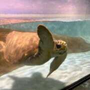 ヒメ日記 2026/02/22 08:46 投稿 日南めい-KINDAN- KINDAN-禁断-