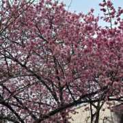 ヒメ日記 2026/03/01 18:34 投稿 葉月 川崎人妻城