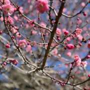 ヒメ日記 2026/02/19 08:08 投稿 くみ 西船人妻花壇