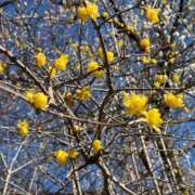 ヒメ日記 2026/02/21 09:06 投稿 くみ 西船人妻花壇