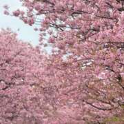 ヒメ日記 2026/03/07 14:04 投稿 くみ 西船人妻花壇