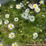 くみ 🧸くみ🧸…💖昨日のお礼＆来週出勤予定☘️… 西船人妻花壇