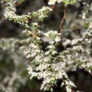 ヒメ日記 2026/04/27 21:10 投稿 くみ 西船人妻花壇