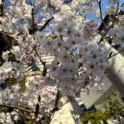 ヒメ日記 2026/03/25 07:21 投稿 せり CECIL