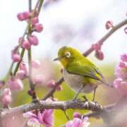 ヒメ日記 2026/03/01 00:36 投稿 みさお 水戸人妻花壇