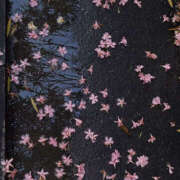 ヒメ日記 2026/04/02 05:37 投稿 のあ サマンサ 堺店