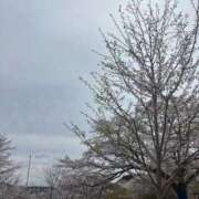 ヒメ日記 2026/04/06 07:15 投稿 愛夢　りつか OLセレクション宇都宮店