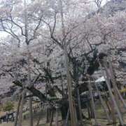 ヒメ日記 2026/03/29 17:45 投稿 小林ゆかり 熟女パラダイス岐阜羽島店（カサブランカグループ）