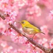 ヒメ日記 2026/04/16 21:47 投稿 小林ゆかり 熟女パラダイス岐阜羽島店（カサブランカグループ）