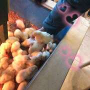 ヒメ日記 2026/04/10 23:41 投稿 ゆづき 千葉松戸ちゃんこ