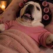 まこと びっくり アラビアンナイト