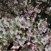 ヒメ日記 2026/04/05 23:35 投稿 新人・光里(ひかり) グランドオペラ東京