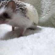 新人・光里(ひかり) 可愛いお友達♡ グランドオペラ東京