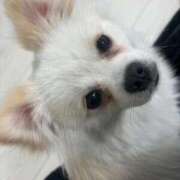 ヒメ日記 2026/04/10 20:54 投稿 KUREA GINGIRA☆TOKYO～ギンギラ東京～