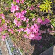 ヒメ日記 2026/04/17 16:24 投稿 ましろ 兵庫加東小野ちゃんこ