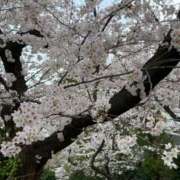 ヒメ日記 2026/03/31 15:53 投稿 ニシノ 神奈川★出張マッサージ委員会Z