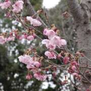 らな 出勤しました🌸 一力茶屋