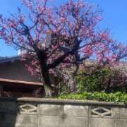 ヒメ日記 2026/03/11 14:17 投稿 みひろ 熟女家 堺東店