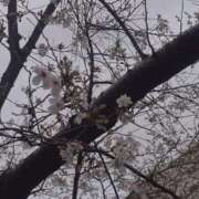 ヒメ日記 2026/04/01 20:09 投稿 はるか★癒し系ミケポ ぽっちゃり女神 あぷろでぃーて