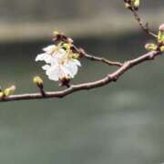 ヒメ日記 2026/03/26 20:40 投稿 りず 奥鉄オクテツ東京店（デリヘル市場）