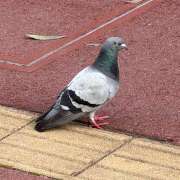 ヒメ日記 2026/06/18 21:15 投稿 一花 人妻の出会い