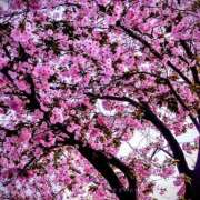 ヒメ日記 2026/03/18 15:09 投稿 紫月 莉奈 東京貴楼館